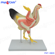 PNT-0825 Life size chicken and hen anatomical model